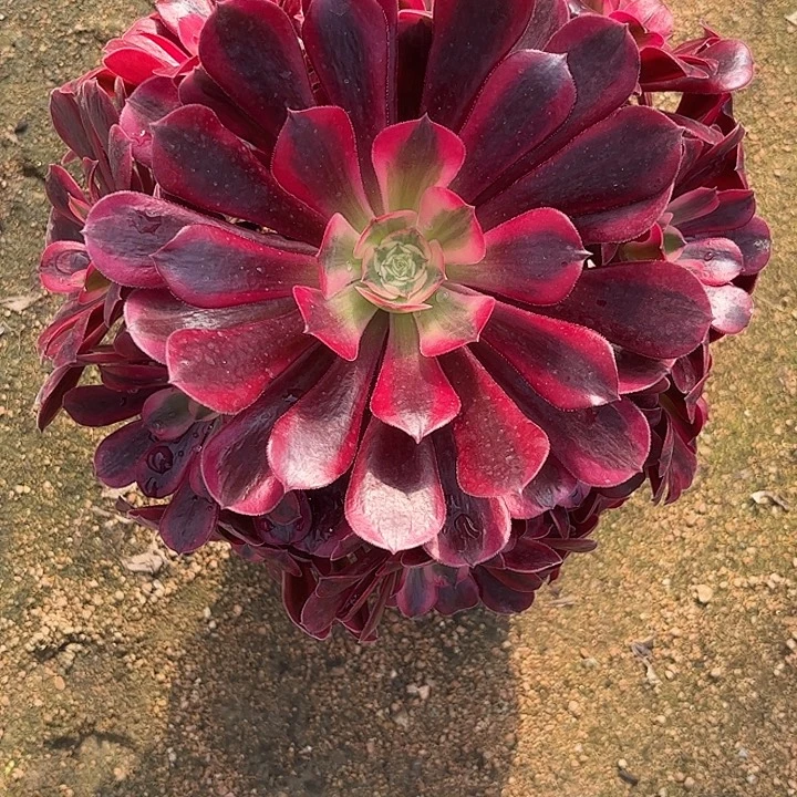 多肉植物美杜莎锦…………