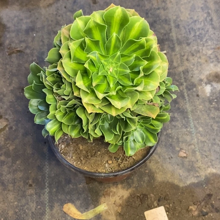 双***双琉璃多肉断头不包1504