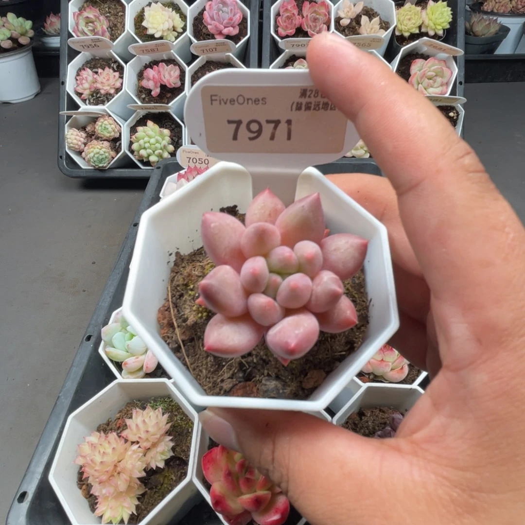 7971红蜻蜓4.0厘米