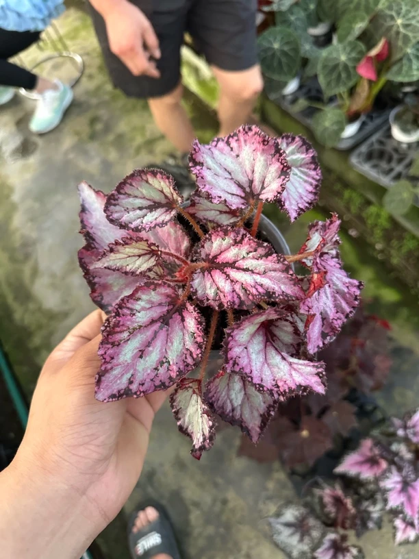 秋海棠 任意三颗送一颗