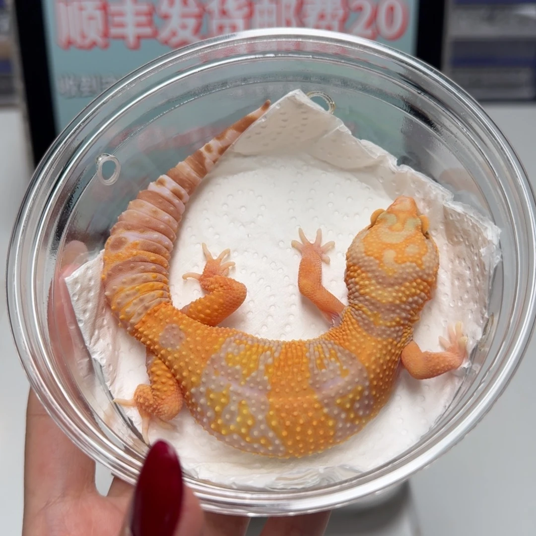 豹纹守宫烈酒妹妹