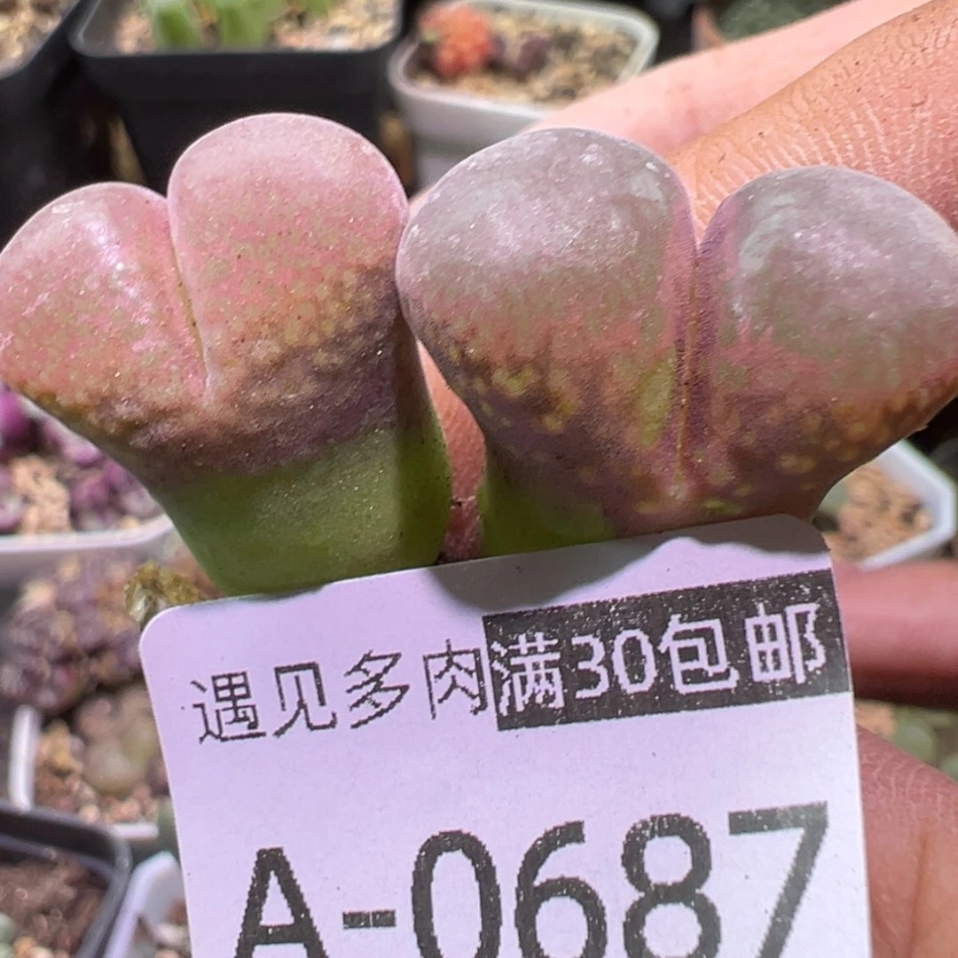 肉植物111多种111