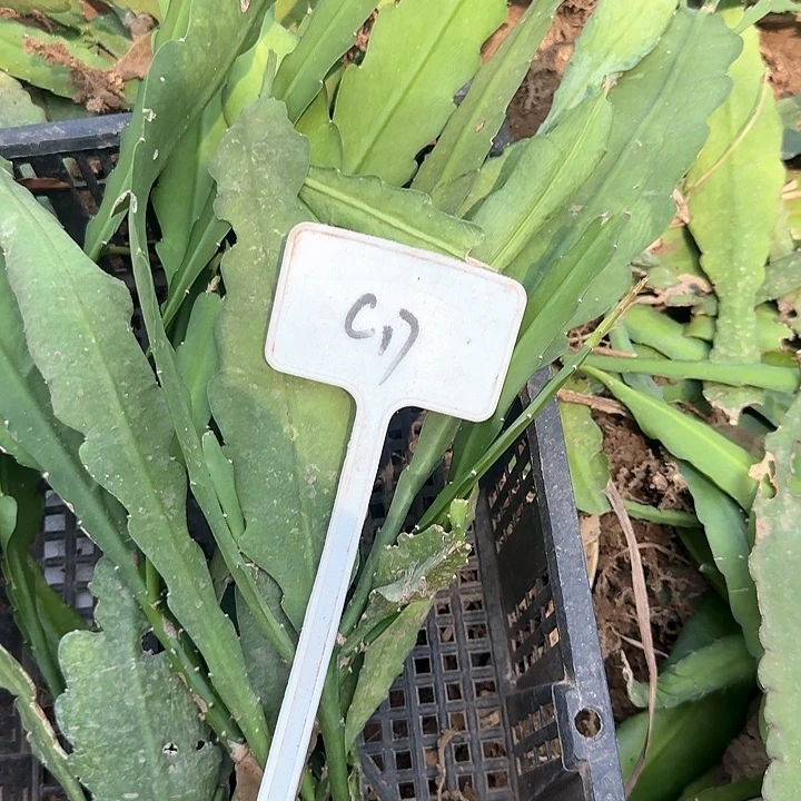 风***伤C17令箭荷花45的毛花柱