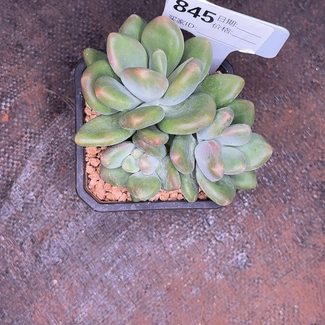 845x多肉植物大田作物
