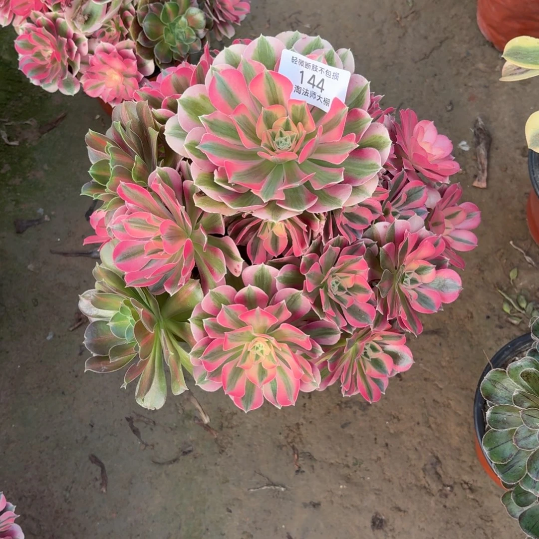 @***@144粉女巫多肉植物法师