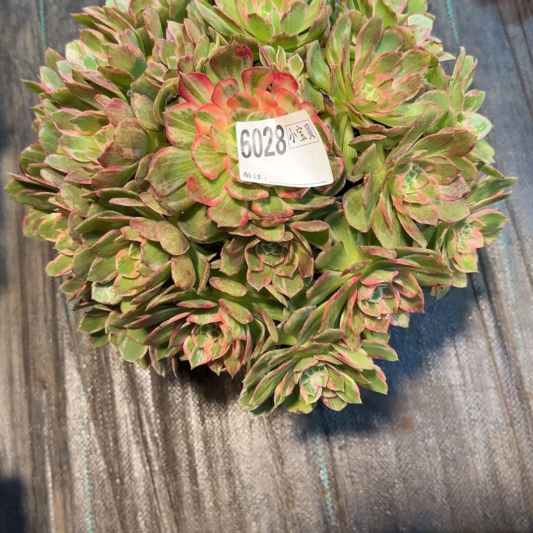 ꧁***꧂6028多肉万花筒多肉多肉