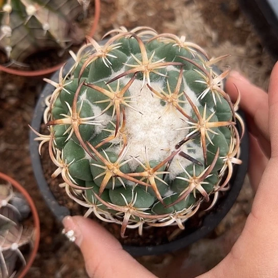 金***宴自根钢钉4677888