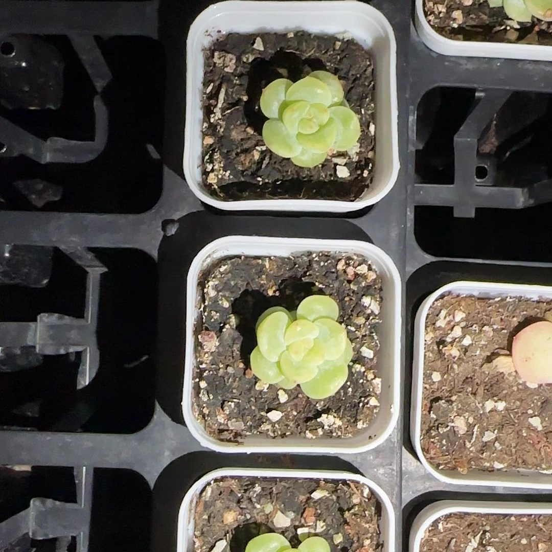 新月中盆一个满25包邮