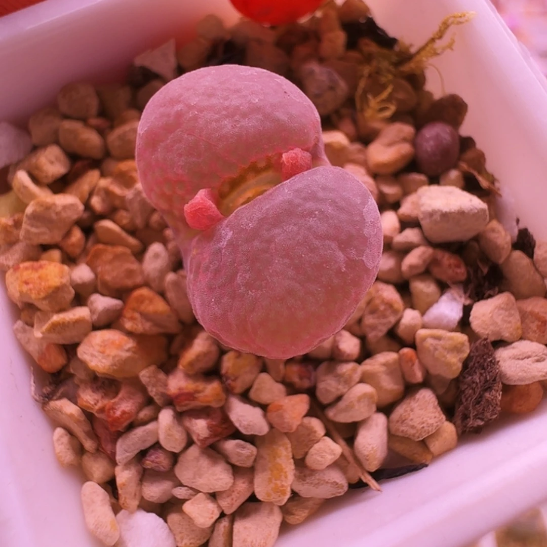 多肉植物福利风铃491