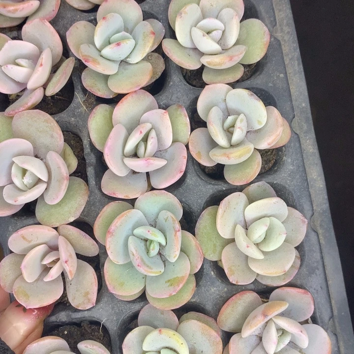 奶茶20颗  （满9.99包邮不满9.99发空盆）