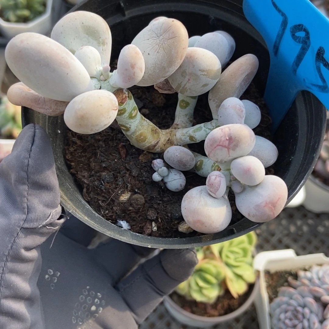795橙雪球多肉植物