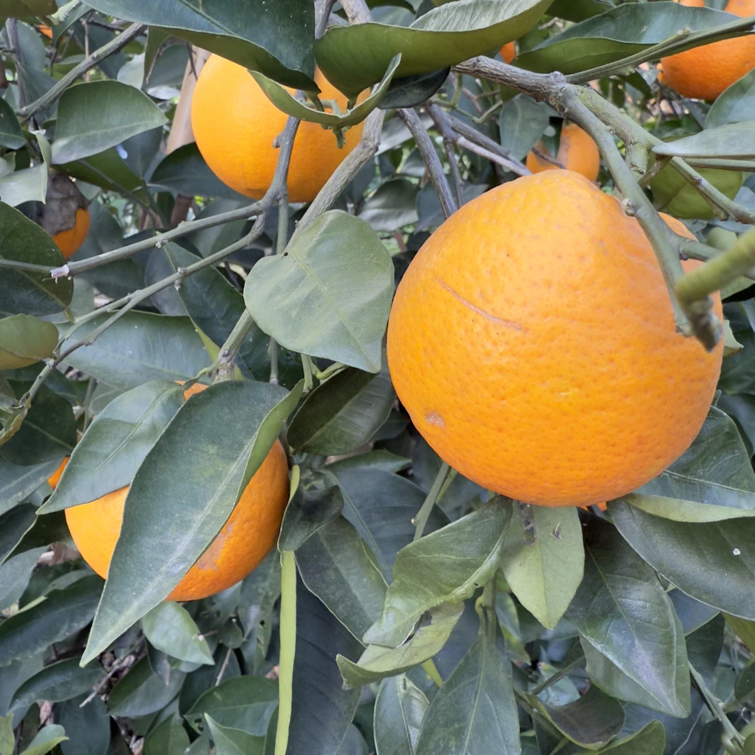 四川血橙农家自种新鲜健康无高科技