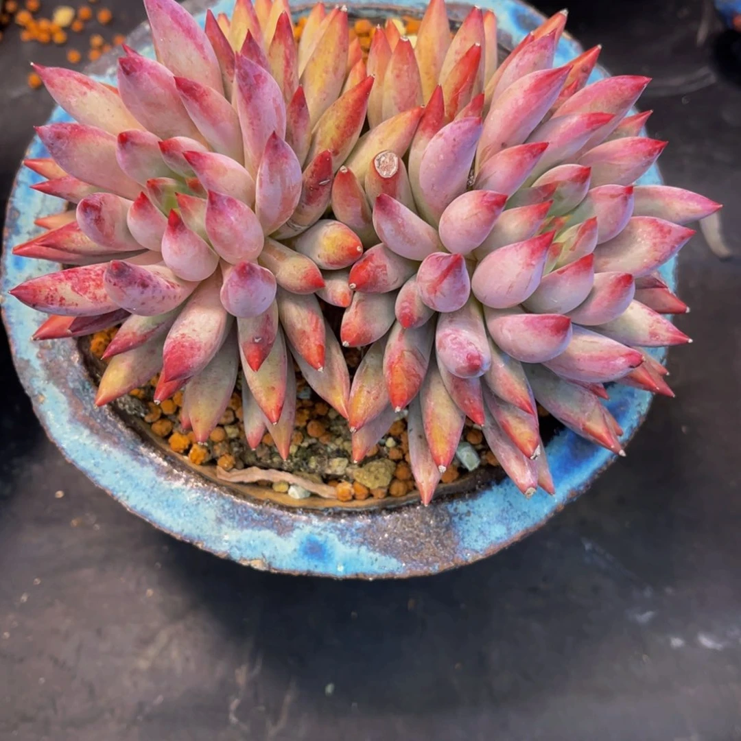 懒*羊发货11111111111