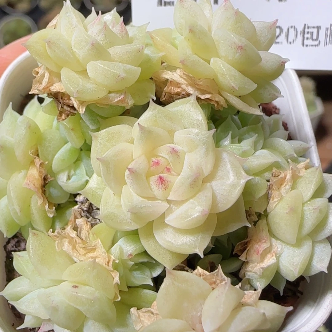 花语逸镜1026-284散