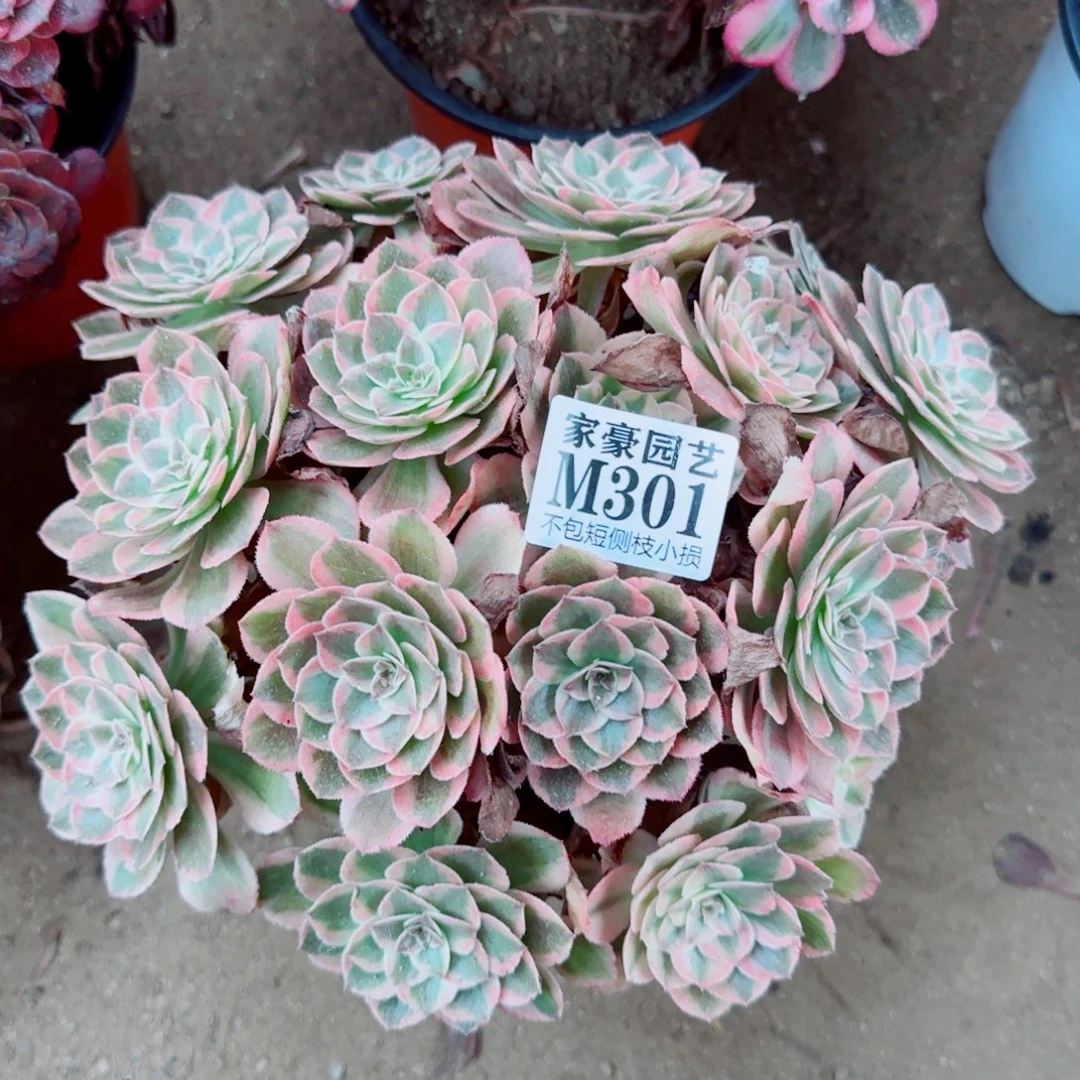云荷发师301冠幅22
