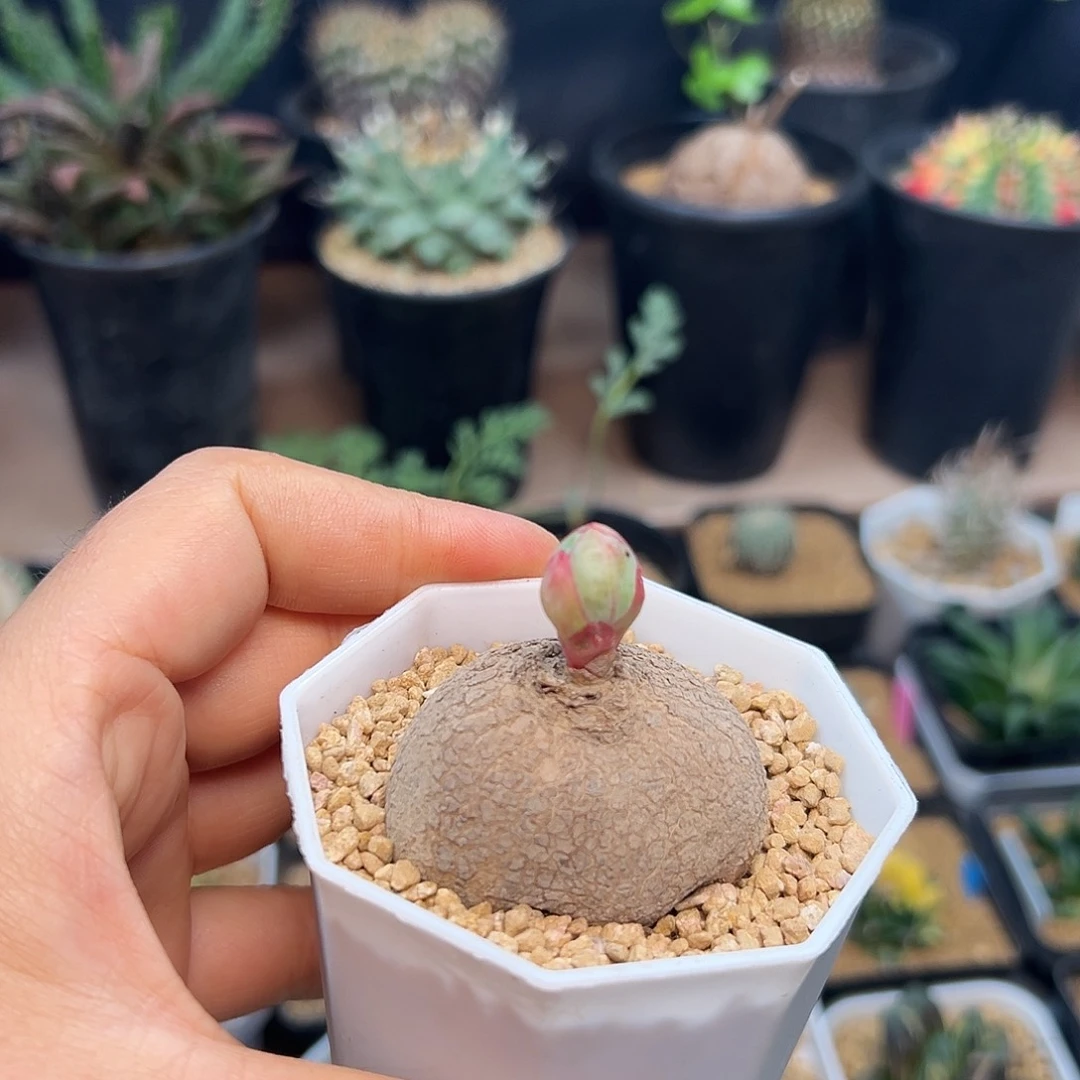 玫瑰大戟实生球一颗