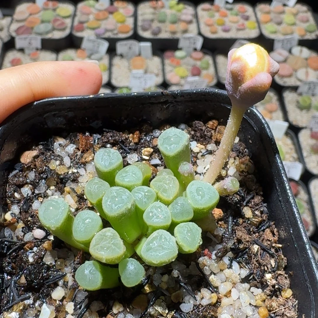 S精品系列便宜了372