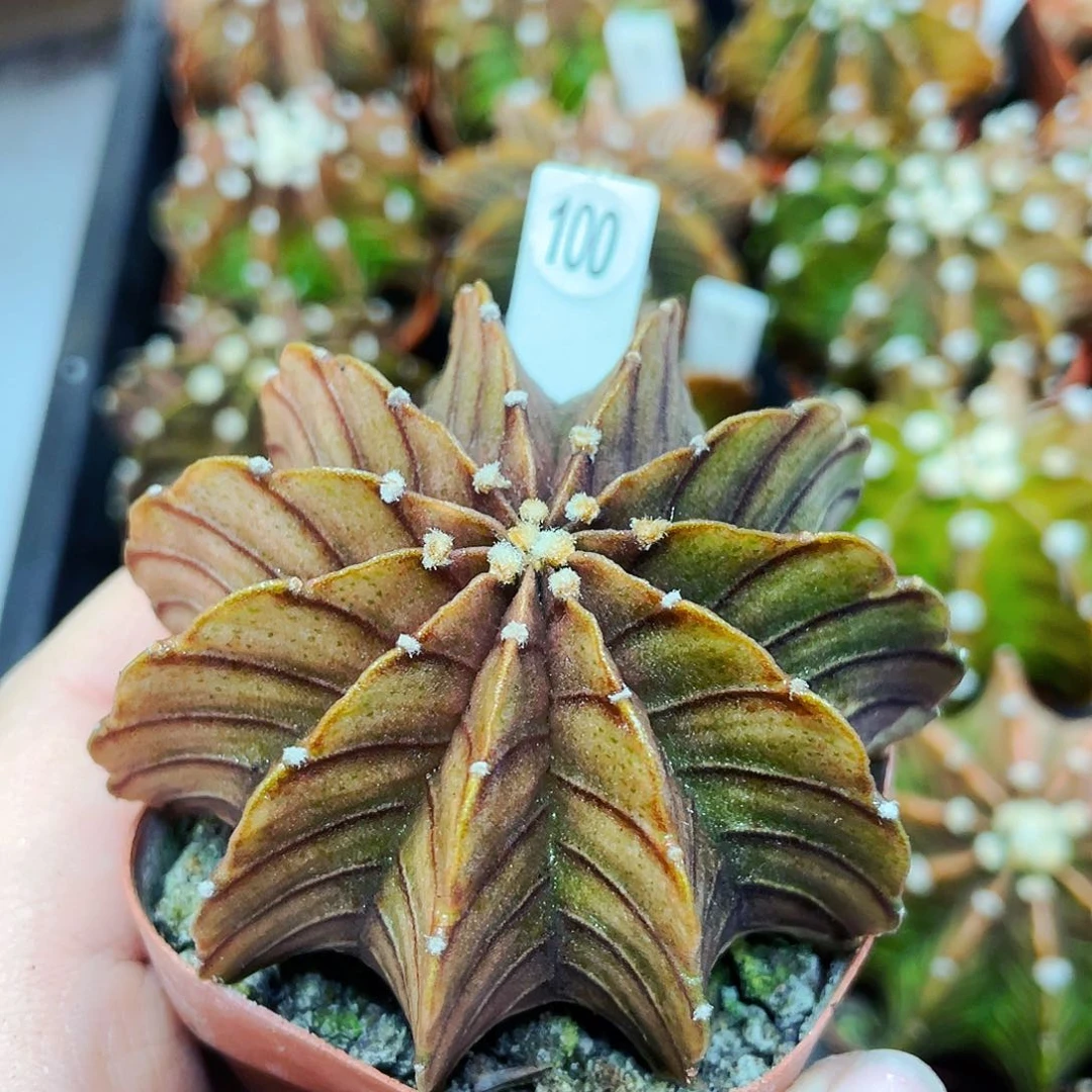 非偏远地区满25包邮仙人球