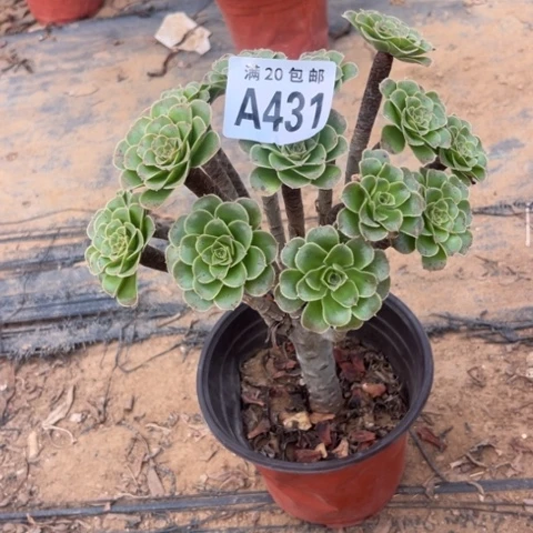 431原始绿不包断枝