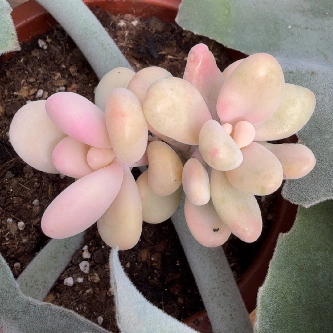 大叶桃蛋锦腹轮锦双头