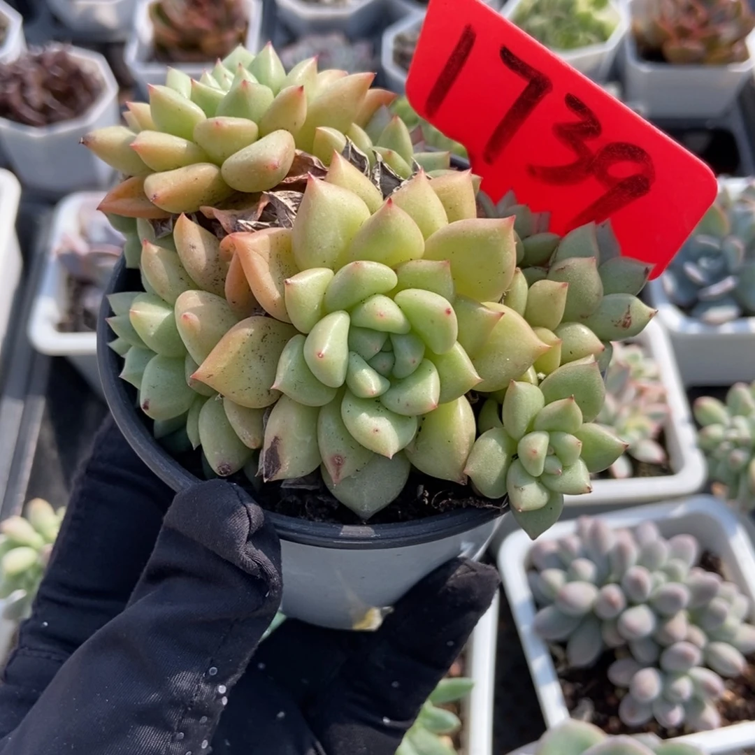 1739黄金象牙多肉植物