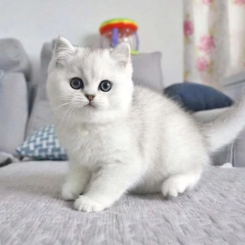 英短银渐层宠物猫小猫咪便宜猫活物真猫英国短毛猫包子脸幼猫家养