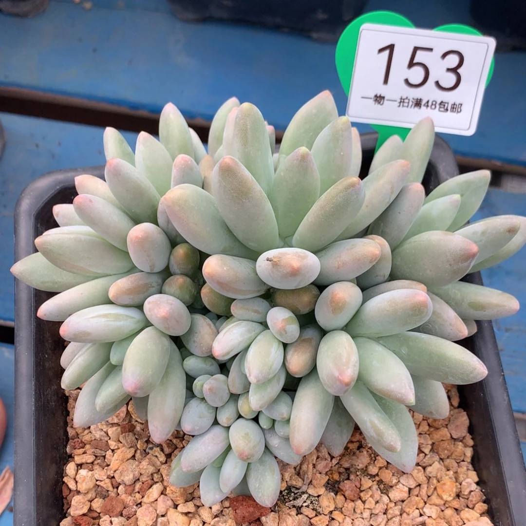 白兰地无砍平头12头153