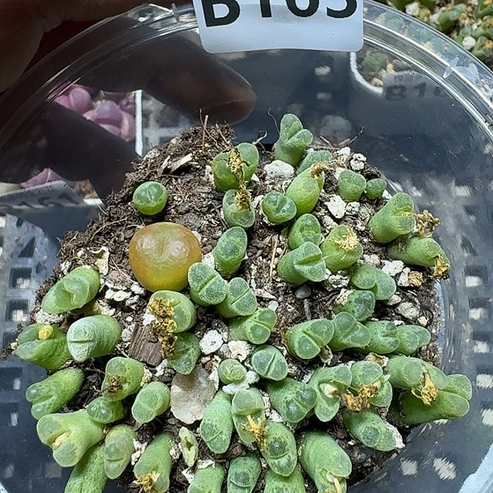 163 多肉植物多肉植物