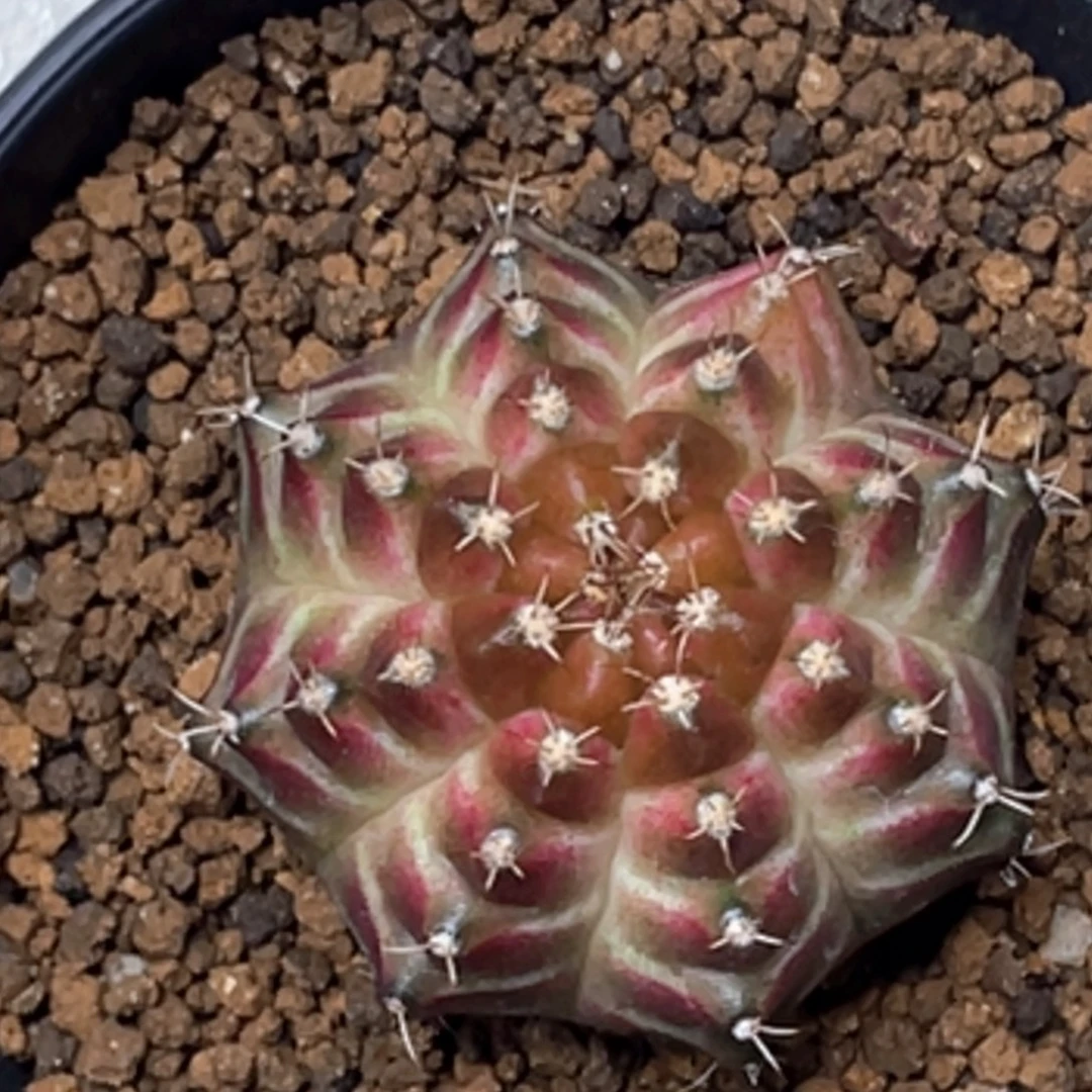 当前无花朵，栽培后可花朵梦想轮回