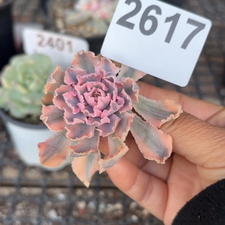 头盖锦无根满18包邮当场凑单