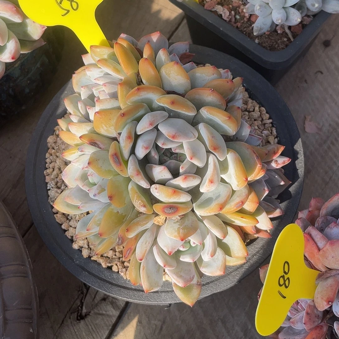 石榴子星影群生多肉