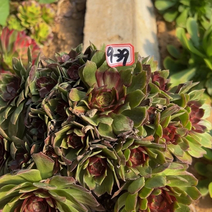 红霞多肉植物9-39