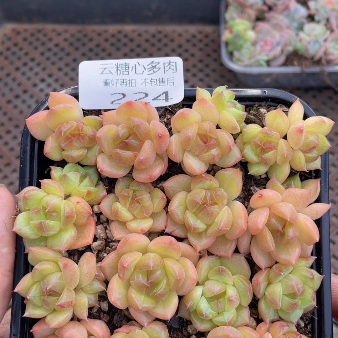云糖心多肉植物224