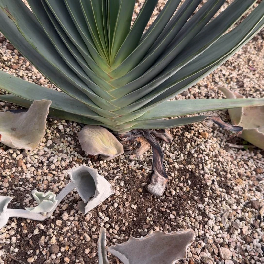 半***园植物植物植物植物