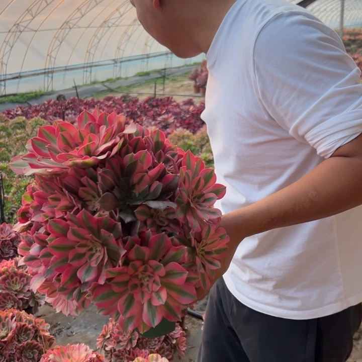 25.8大颗粉女巫一颗