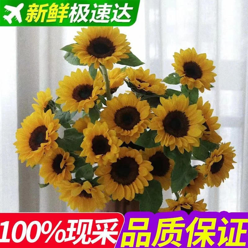 向日葵云南基地直发太阳花花瓶插花水养鲜切花鲜花花束客厅摆设