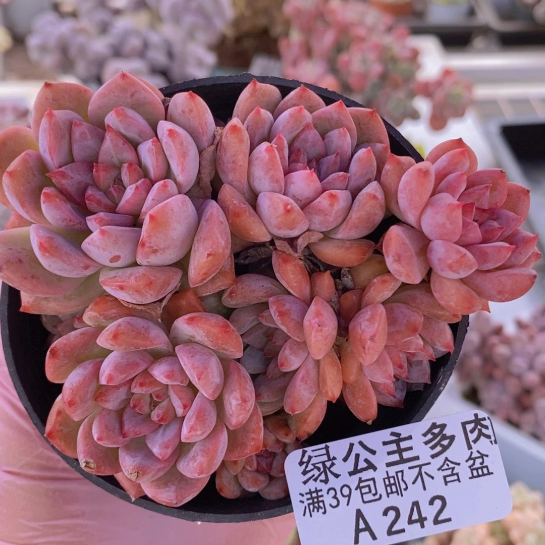 霜花9cm242多肉植物