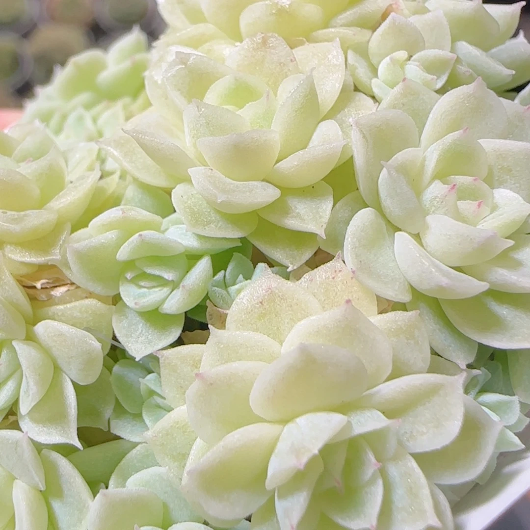 花语逸镜1027-16散朵朵