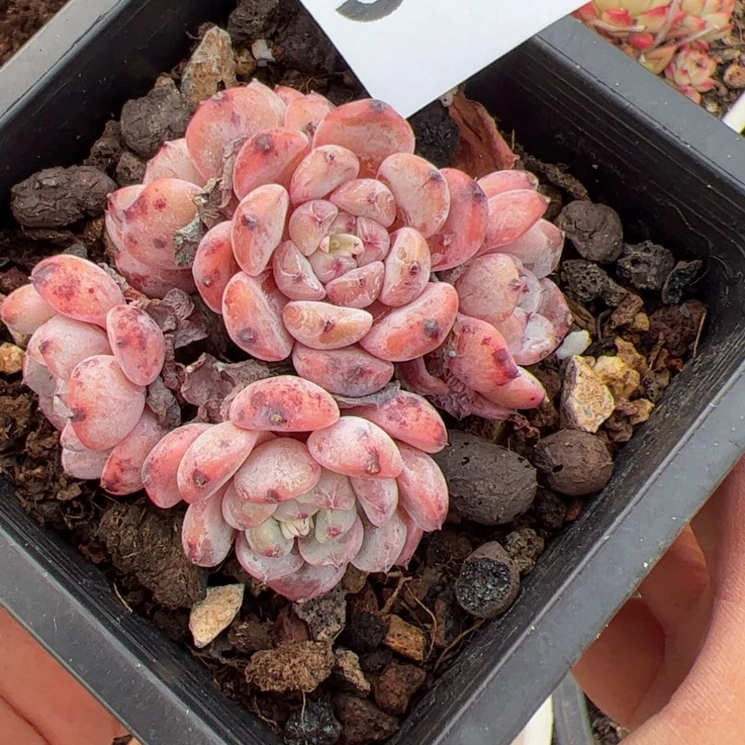 339 多肉植物组合盆栽