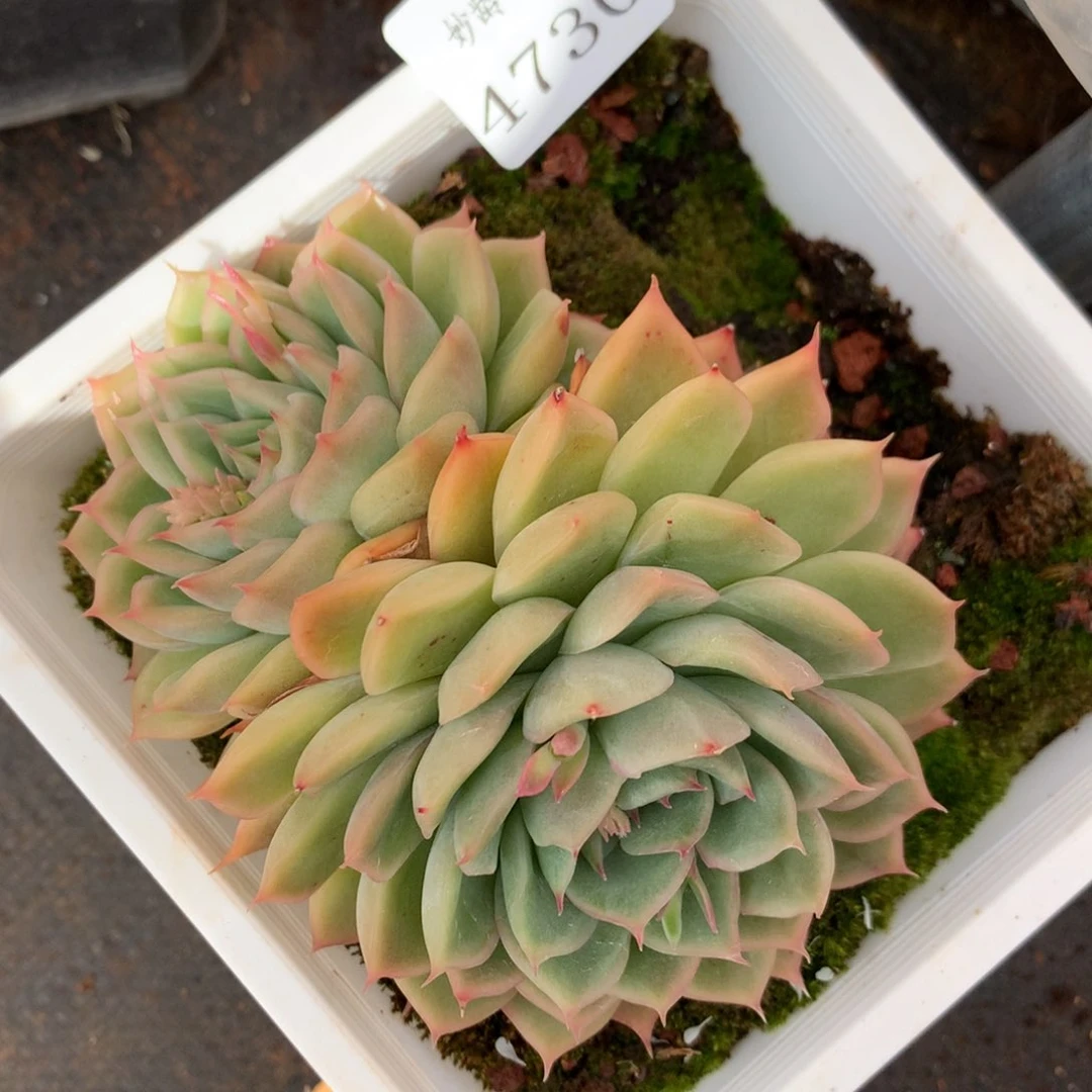 4730杂交多肉植物