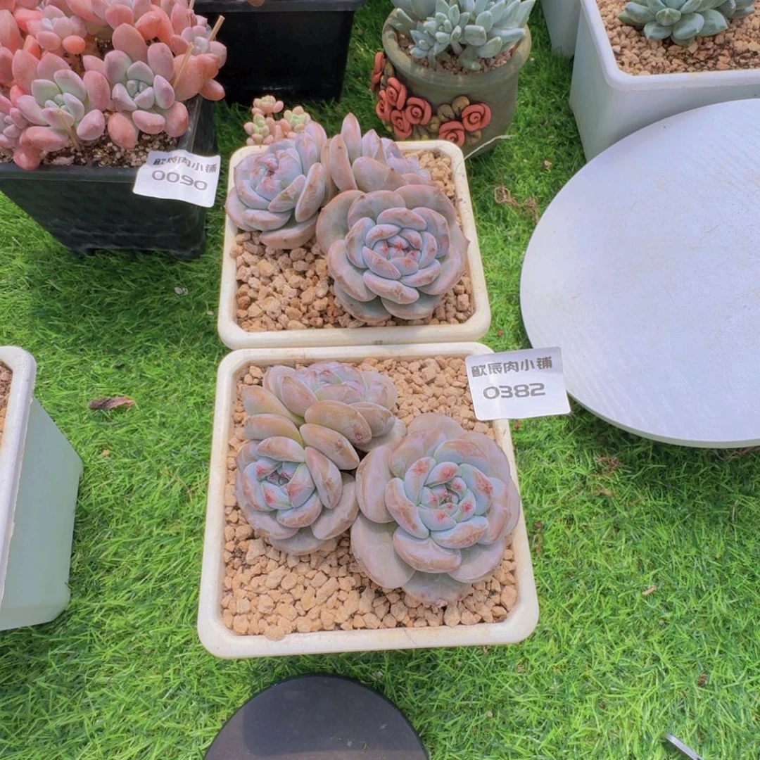 小***笔多肉植物石榴籽三头老桩0382