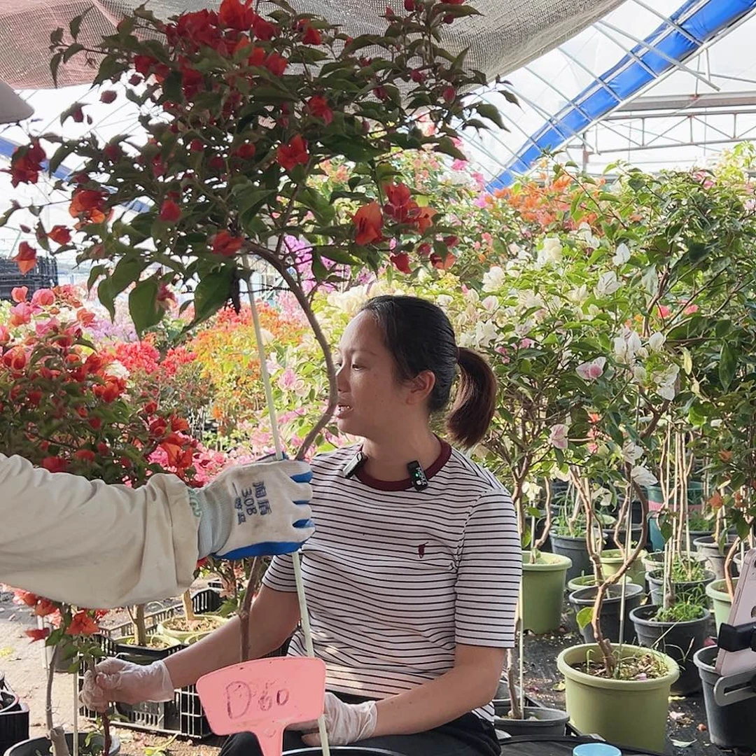 M***i大部分花苞少量开放D60红桑巴