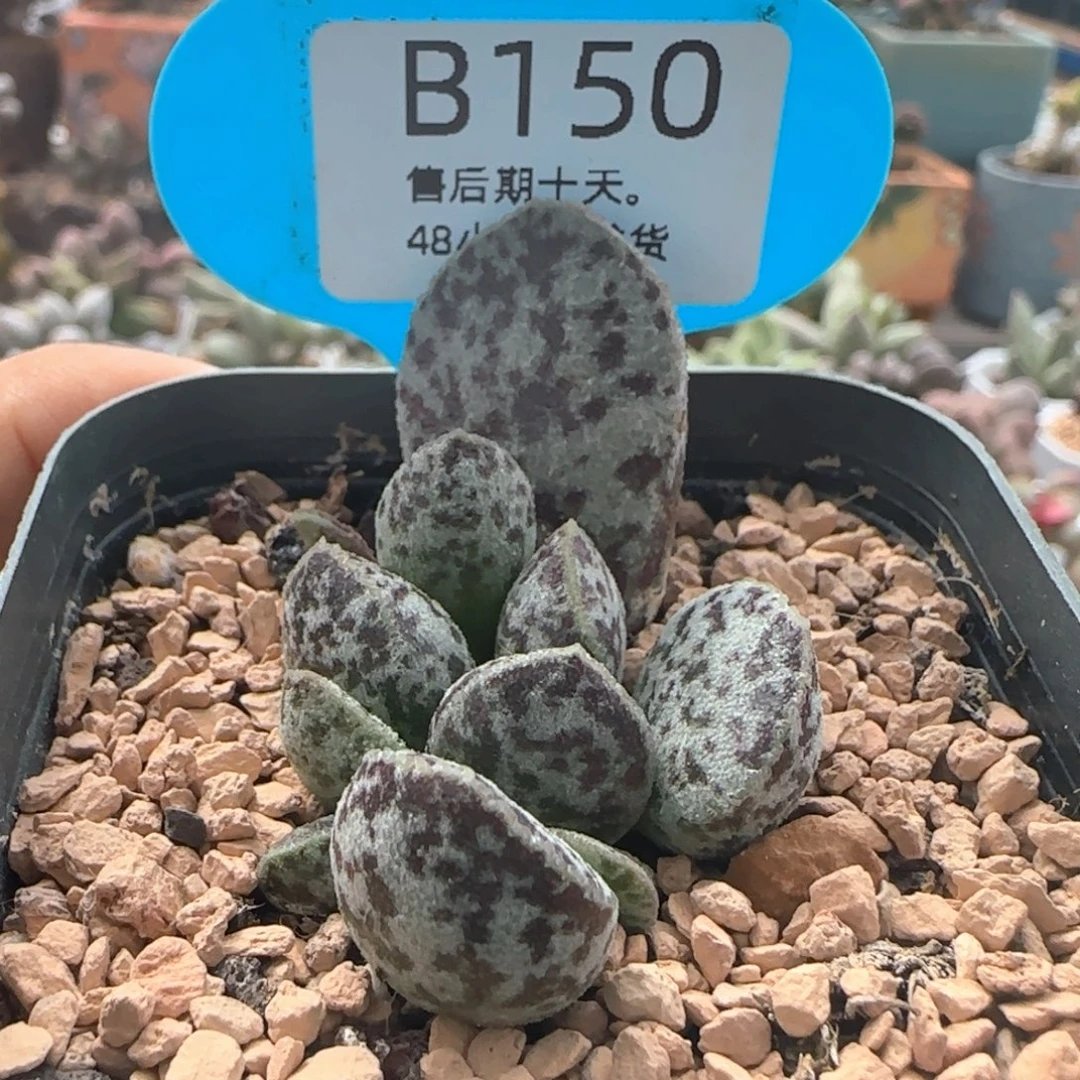 马蛋。    150。