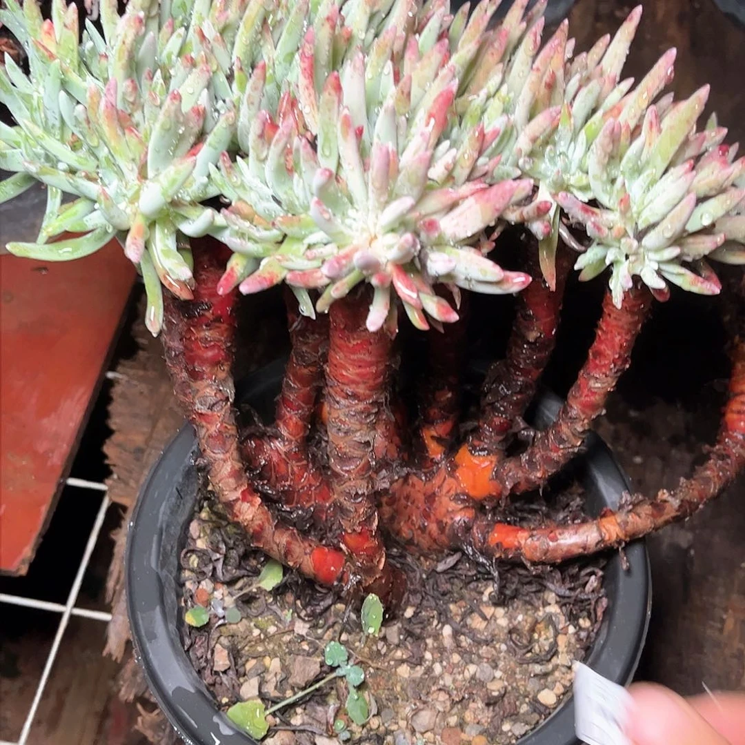 8695白鹭瑕疵仙女杯多肉