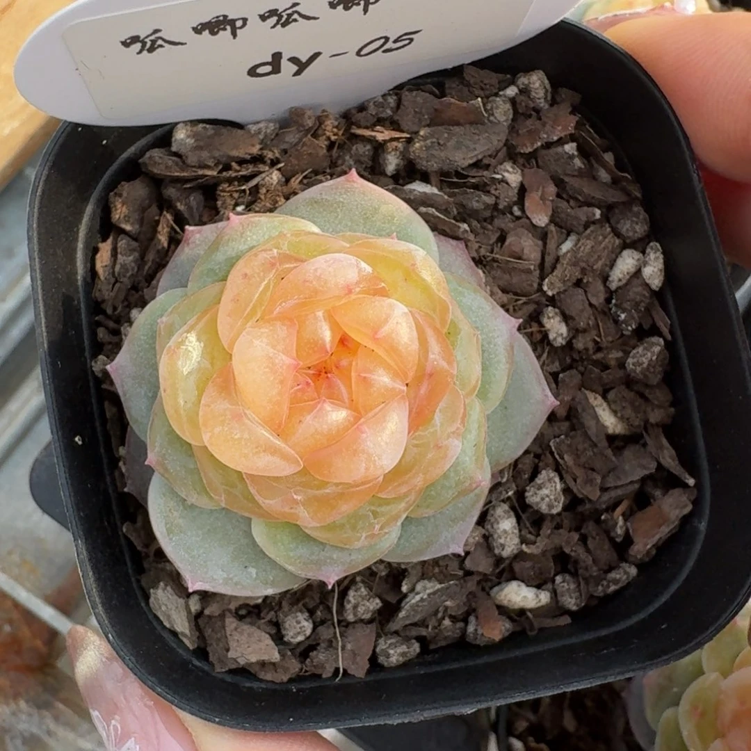 0125-05-月笼沙单头