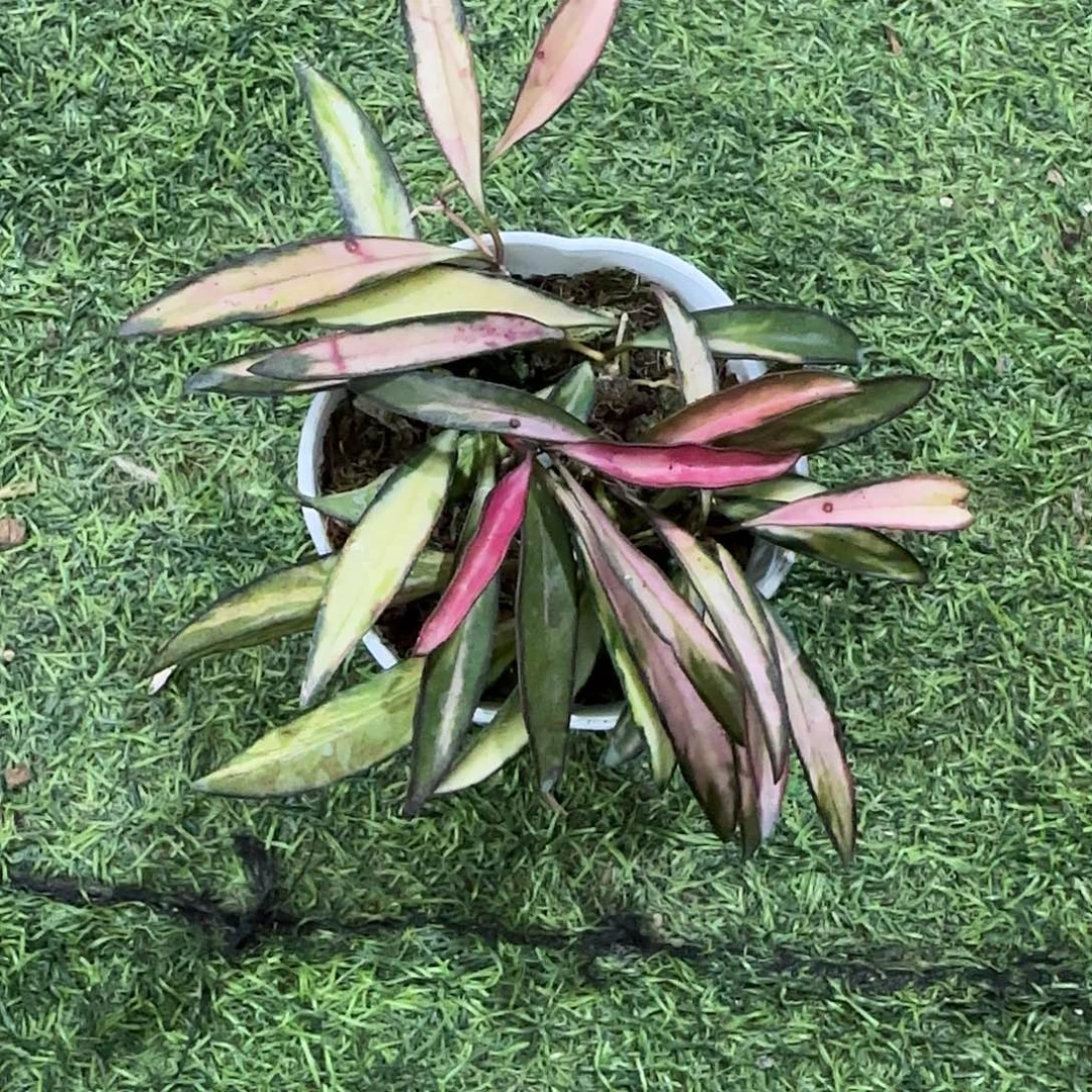 无花朵冰糖内锦桌面款