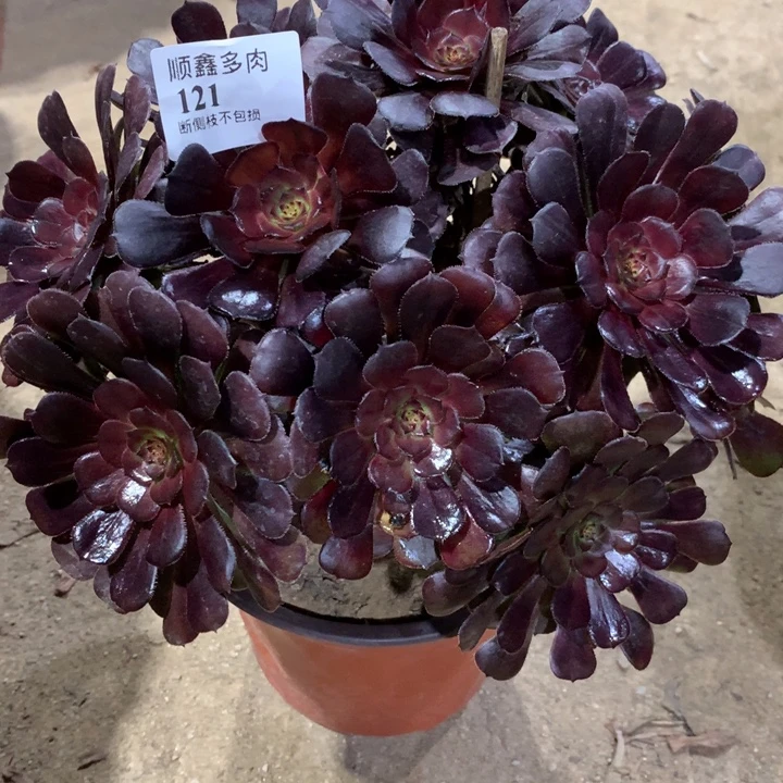 121黑萝莉多肉植物