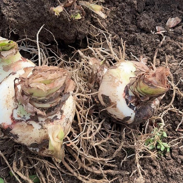 杂交两樱主球8-9+开花无售后