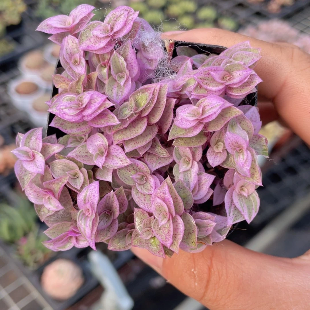 胭脂云多肉9.9包邮