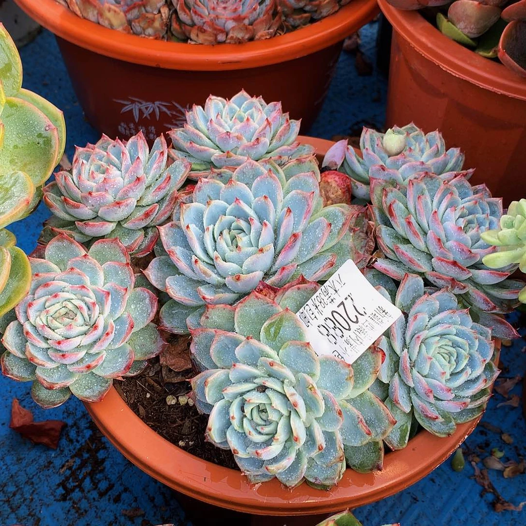 夜***央   孤星多肉22088